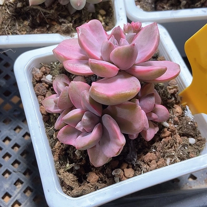 影*多肉植物574多肉