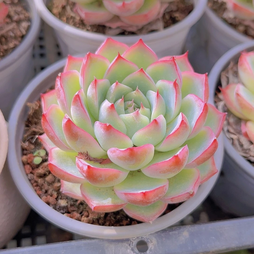 水晶玫瑰9888号888888