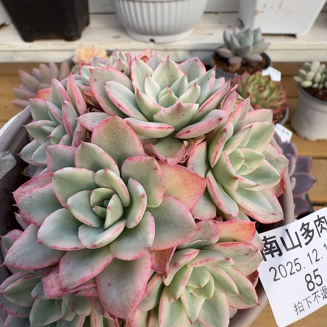 奶油黄桃111214-85