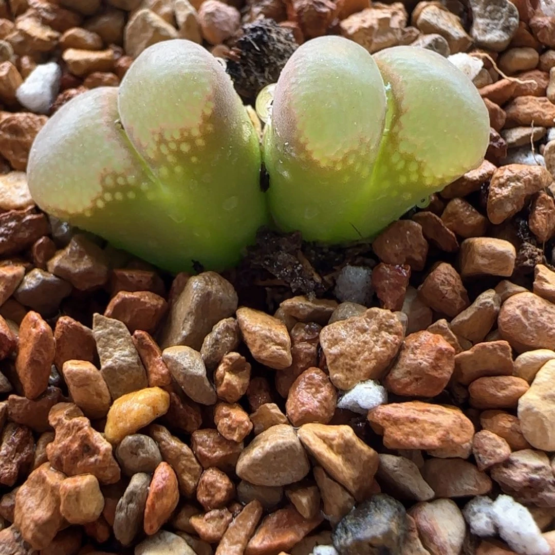 5936 大白多肉植物园