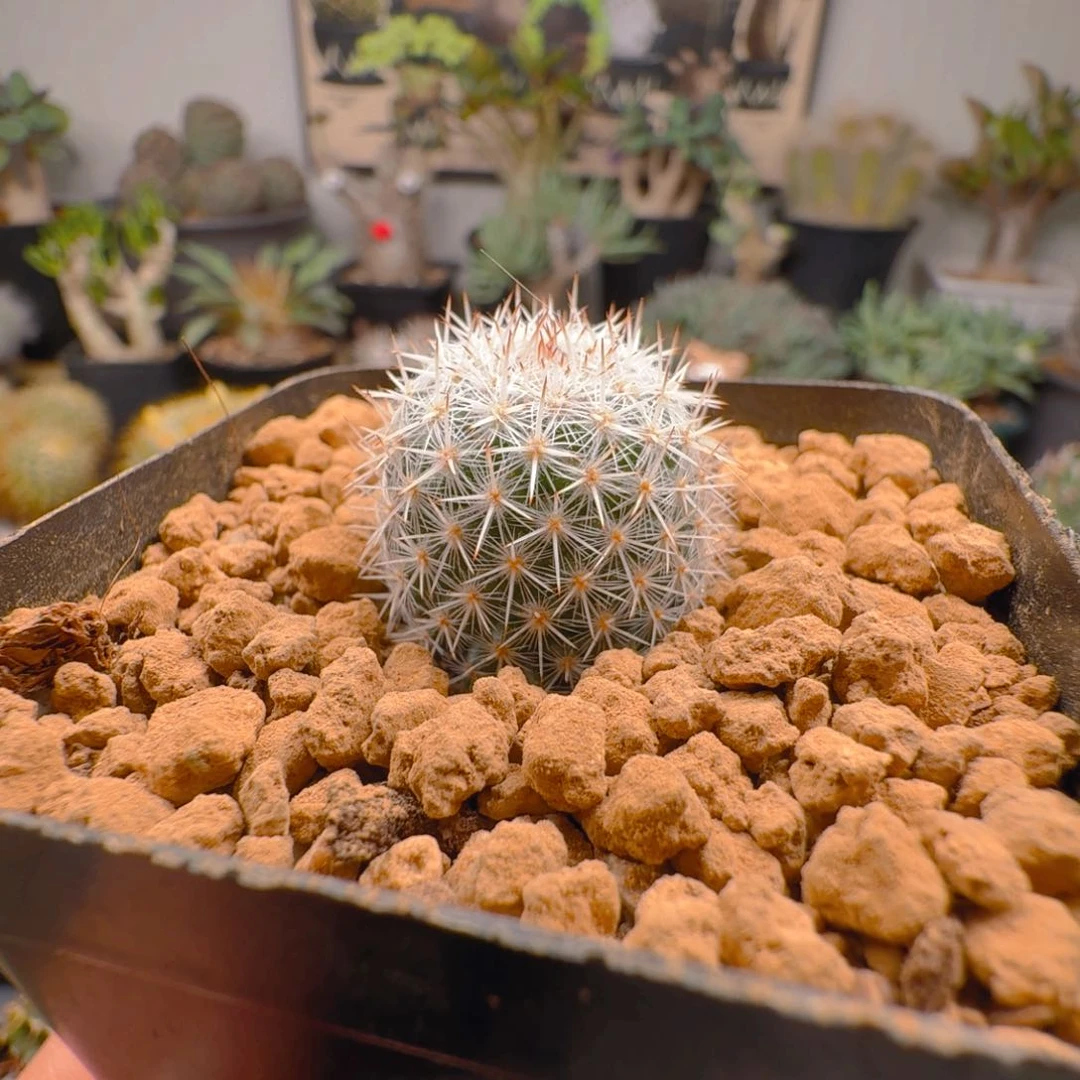 61实生敷岛仙人球