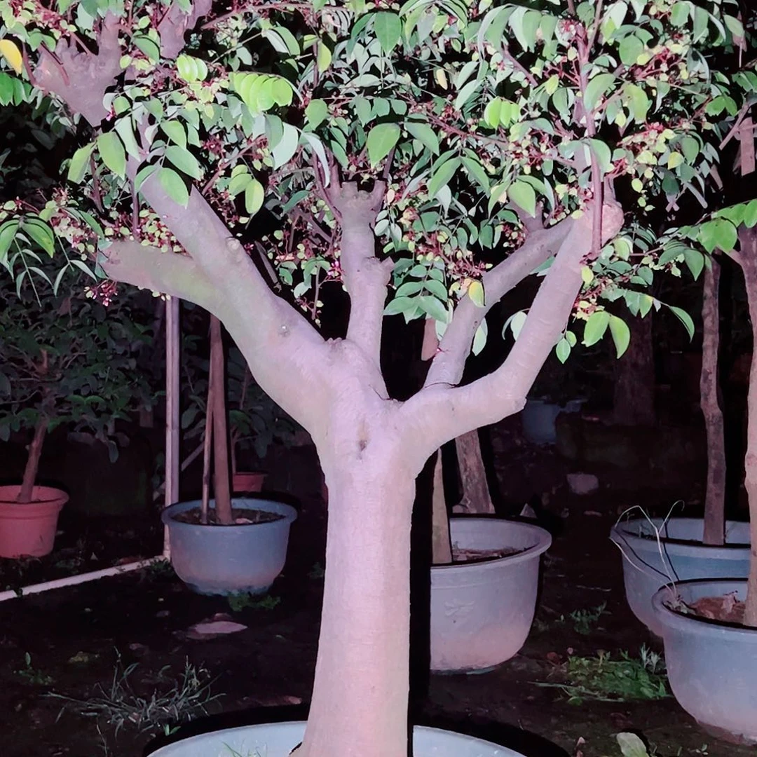 小***项完全开放11111111111