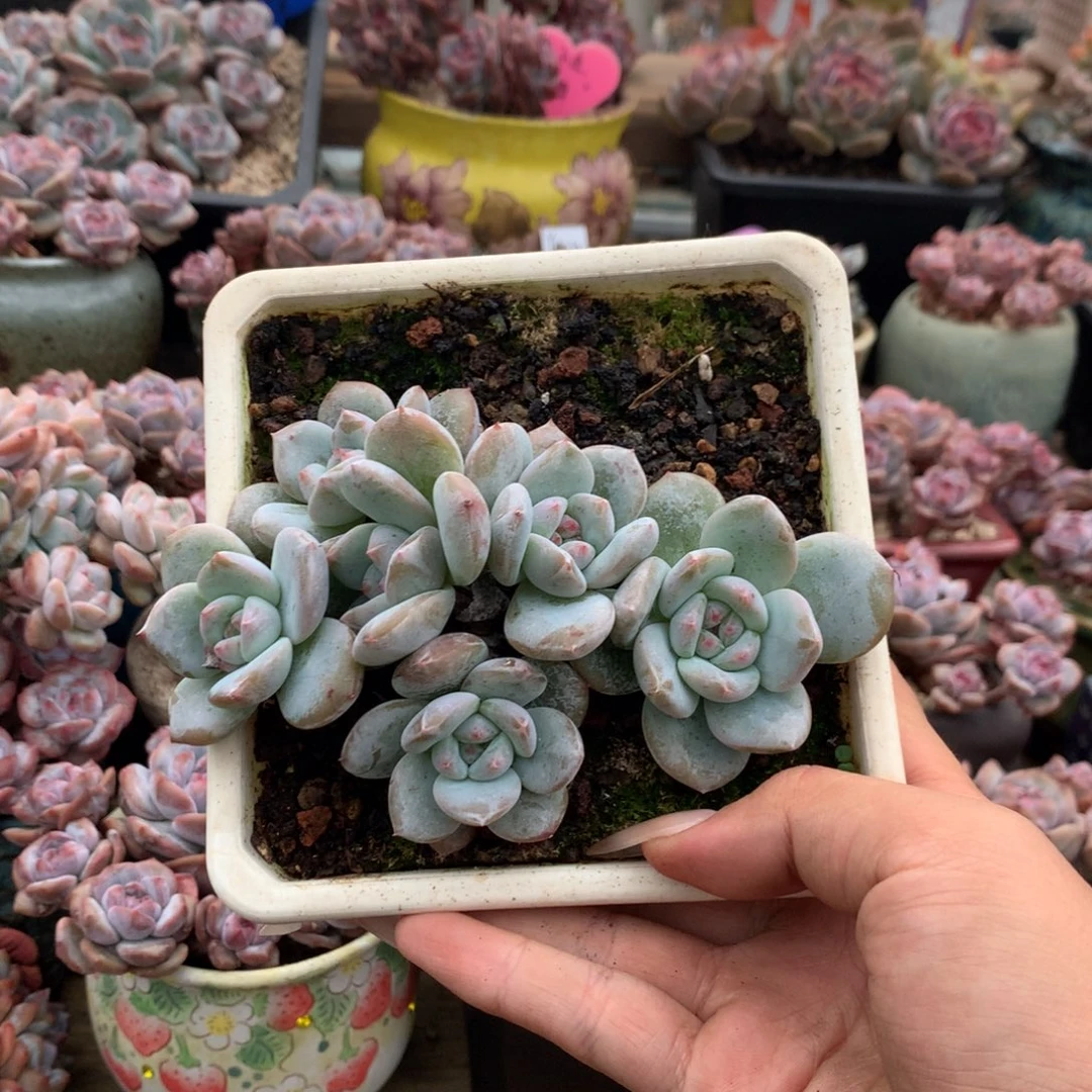 石榴籽小脸长腿花花