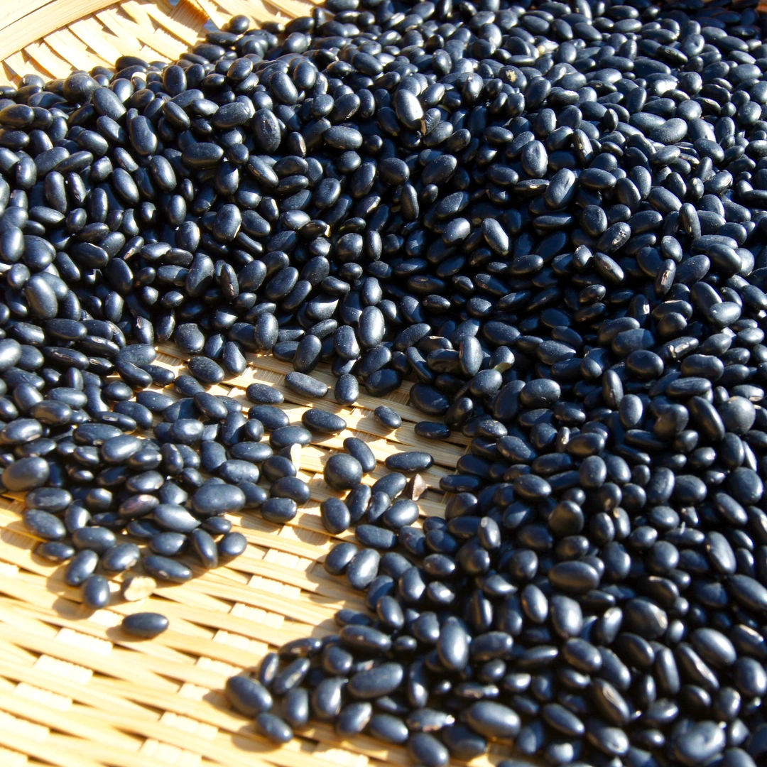 阿豪现收古籍记载肾形黄心黑豆【阿豪精选】