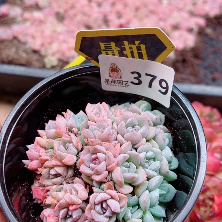 多肉植物多肉植物