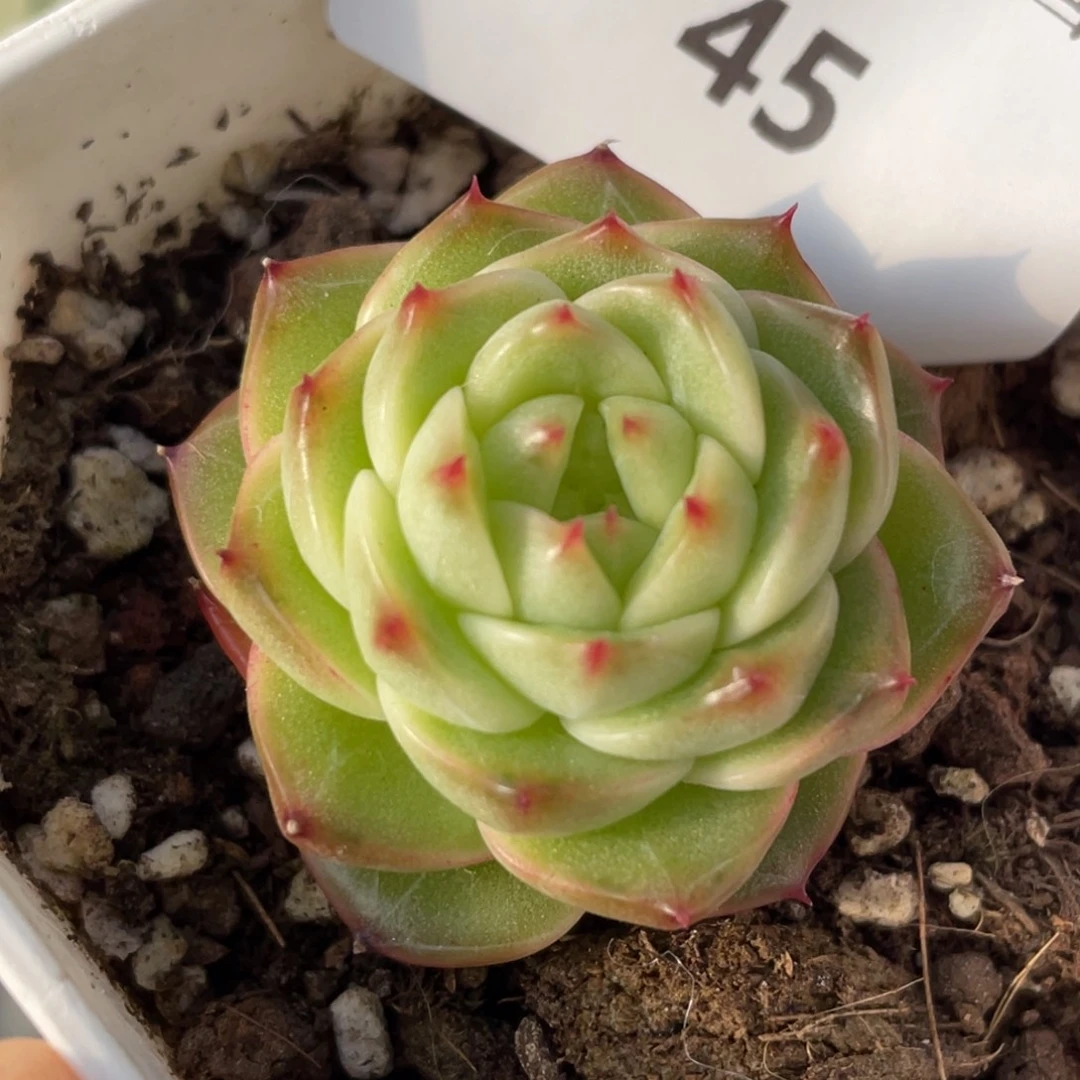 45号糖心冰心珍妮