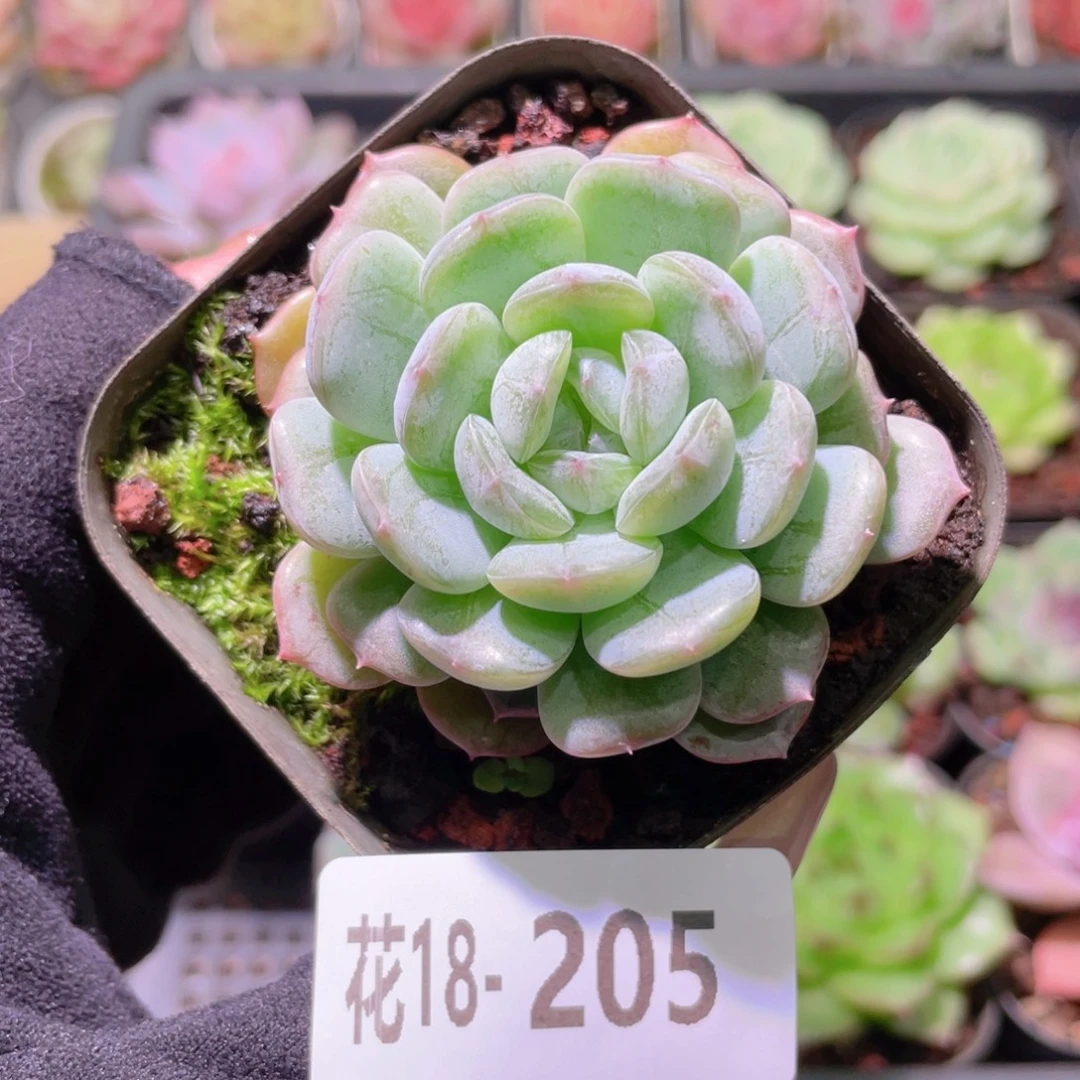 花利美18-205白色恋人
