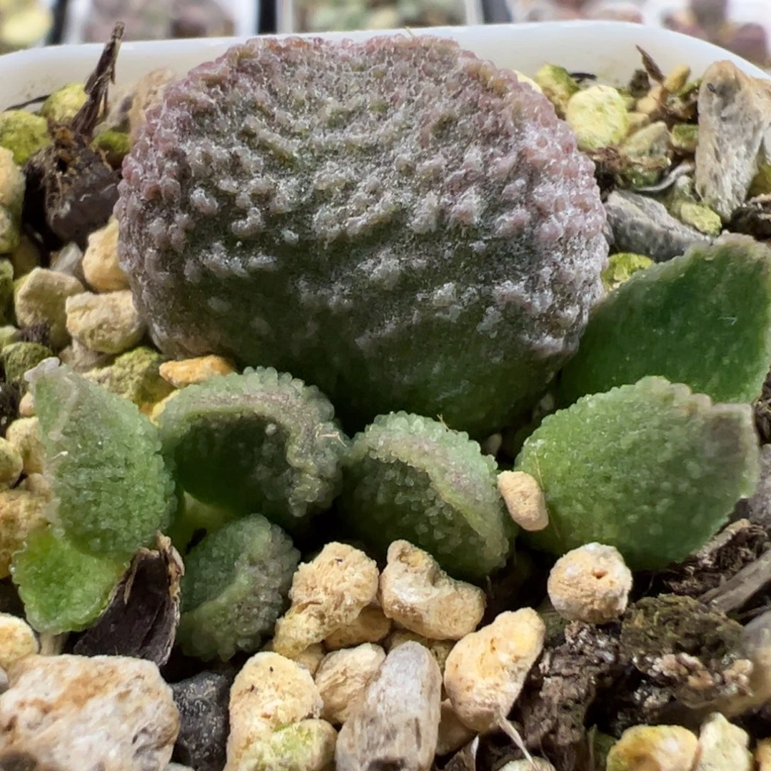 实生新品大苗多肉植物水泡多肉植物