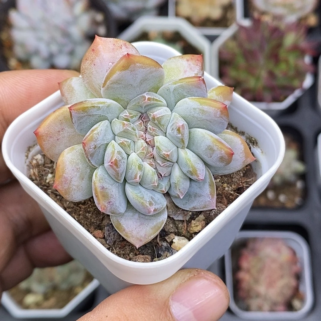 厚梦缀化30包邮非偏远