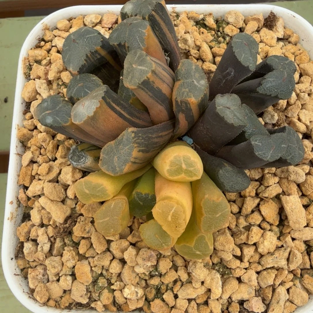 玉万锦锦上园艺一物一拍