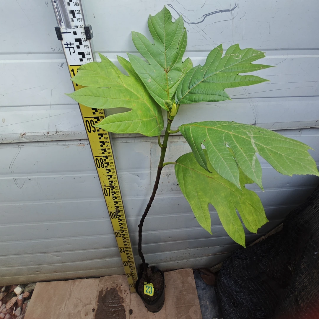 面包树面包果杯苗23号罗蜜树马槟榔面磅树庭院大型绿植结果绿植