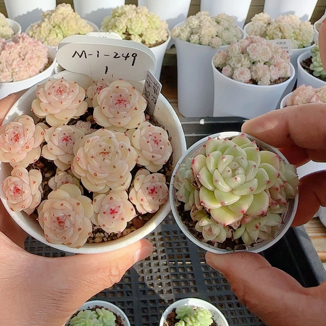 1208-91（m1-249-1）优选