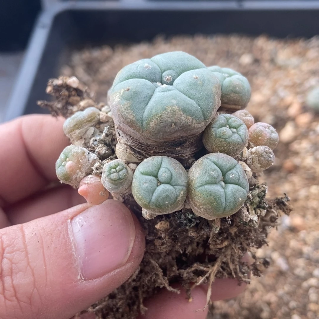 无刺仙人球开花了了