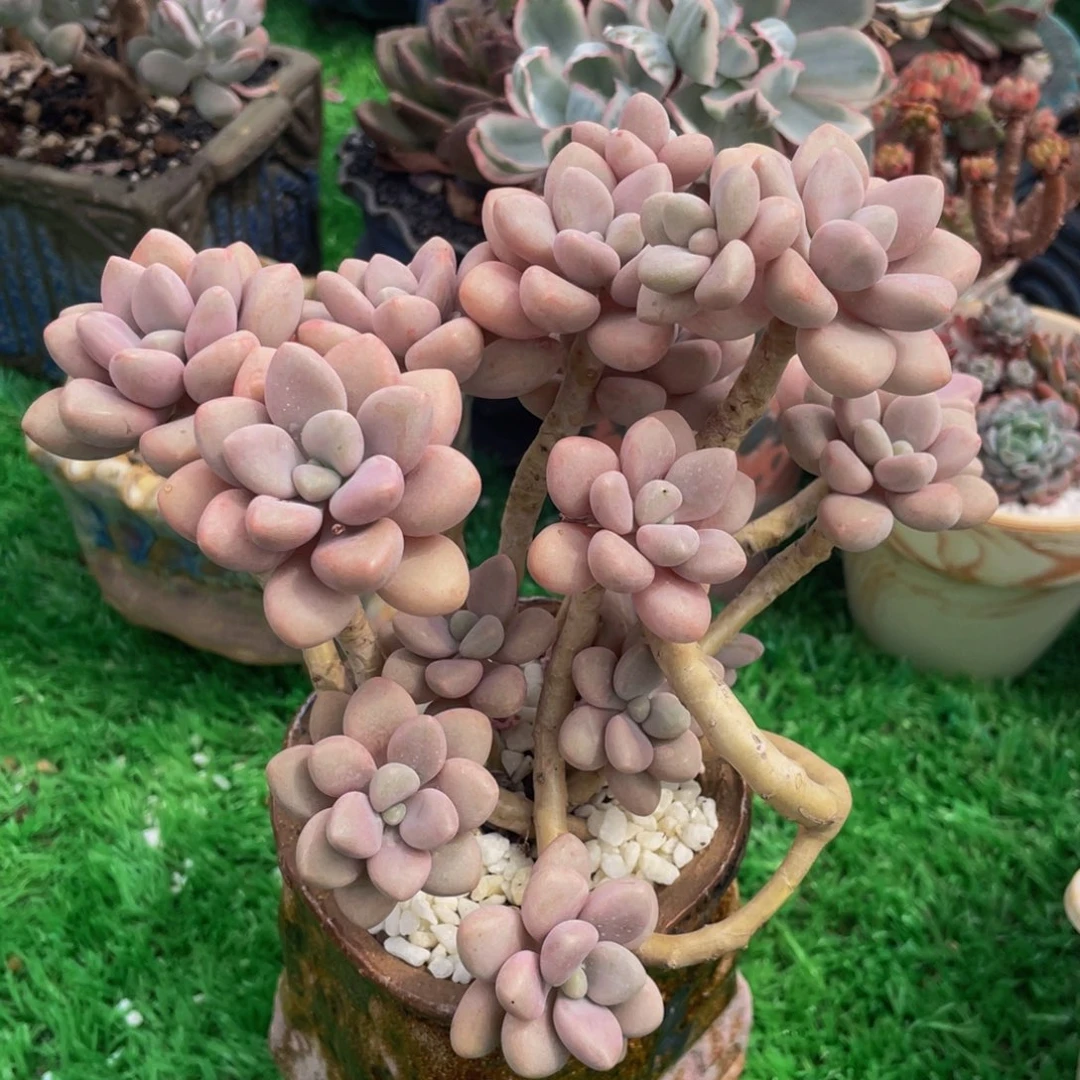 多肉植物盆栽多肉