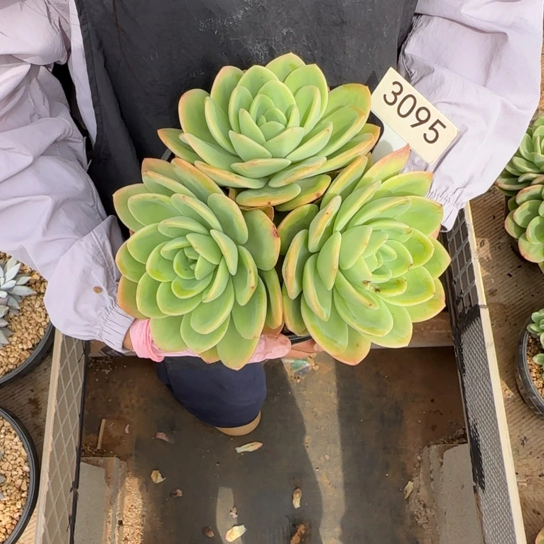小***花三头伯爵      3095号