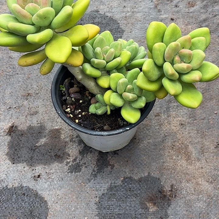 乔***伊芒果奶，一物一拍。