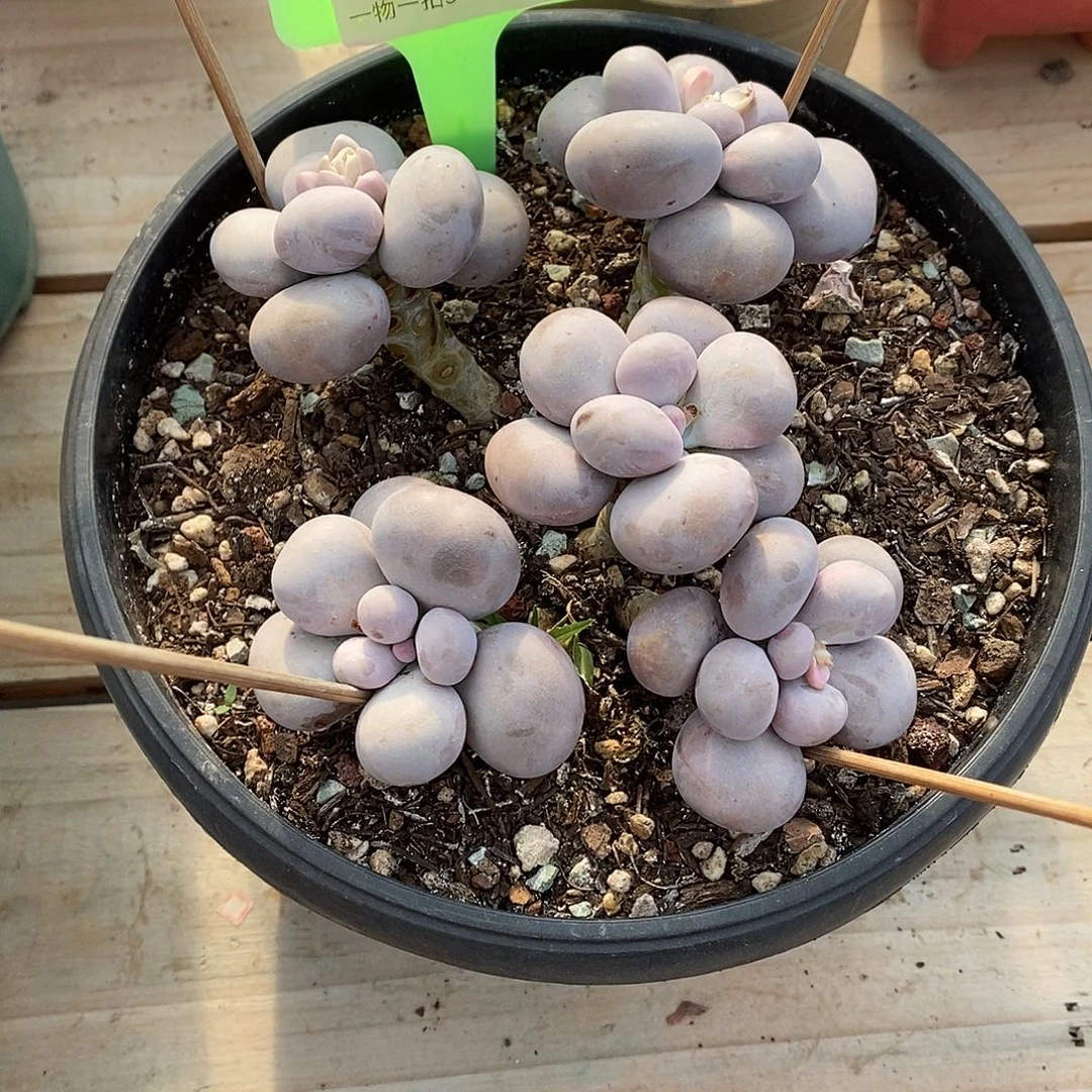 小***飞027咯莉莉来了OKTom也