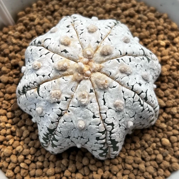 园艺仙人球/兜/实生海星体v兜/s492