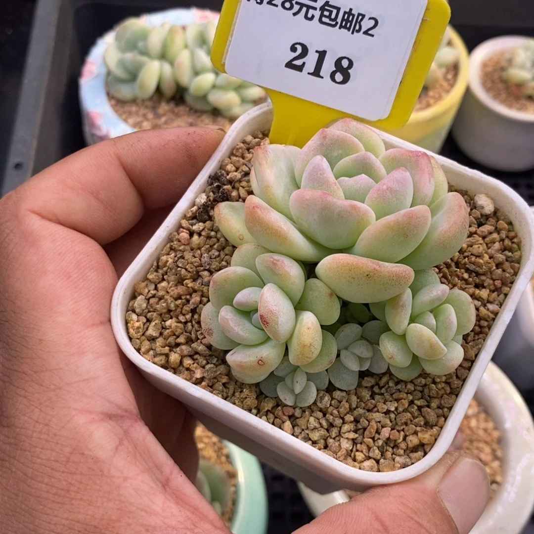 2218冰玉石化7头，带盆发