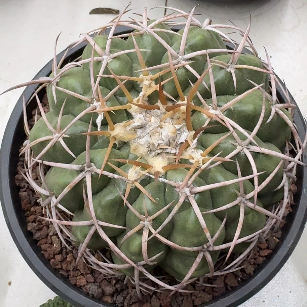 实生圆盘玉仙人球