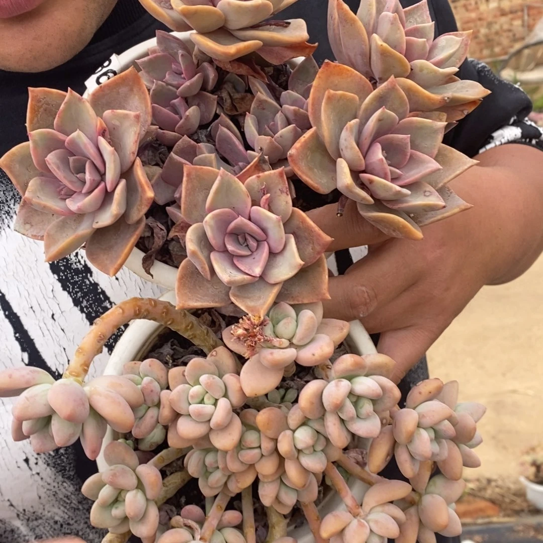 一盆中国初恋，一盆红洛神，160杯