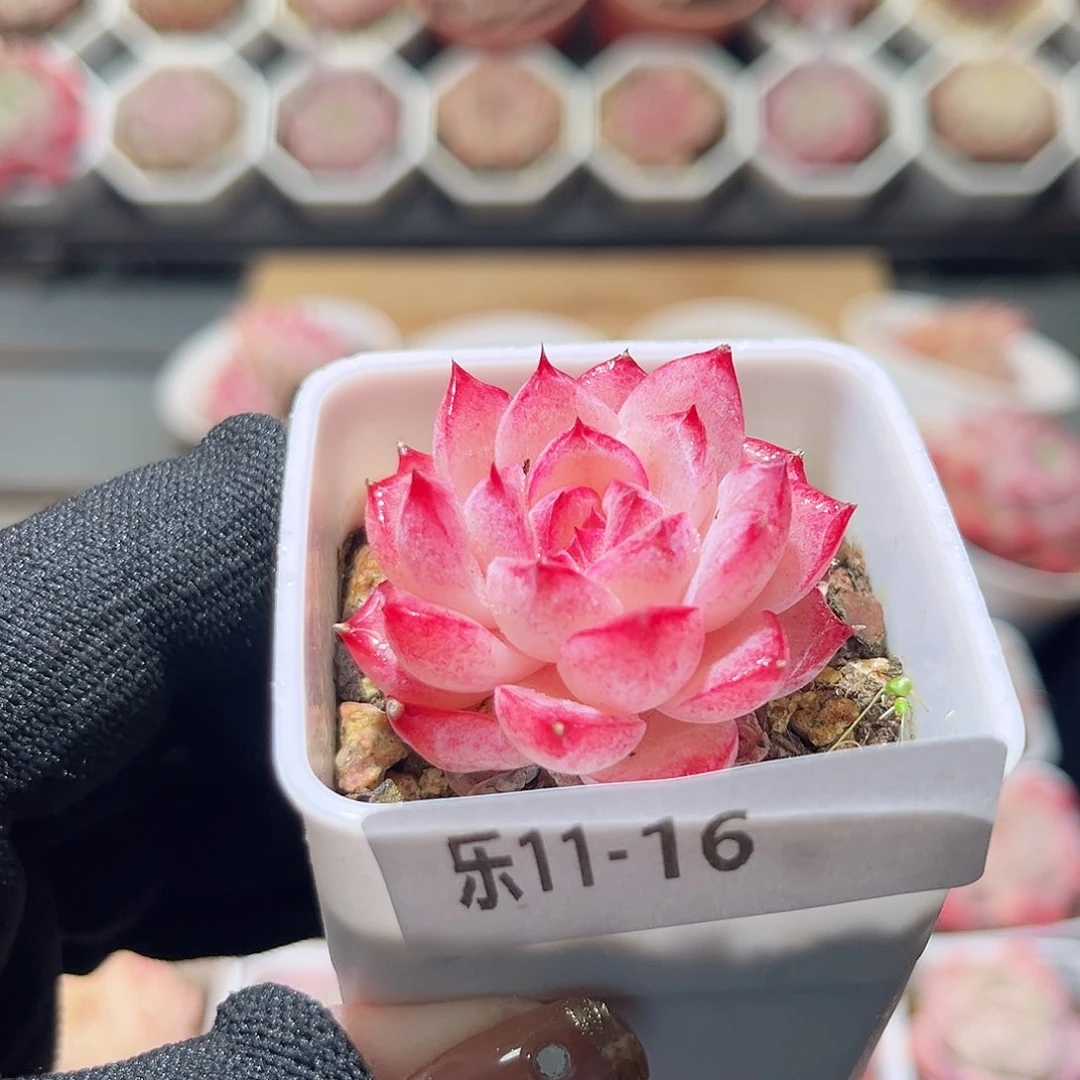 乐11-16 新品单头