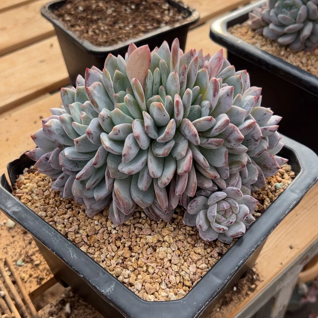 F***y遇见多肉园艺FY星影朵缀