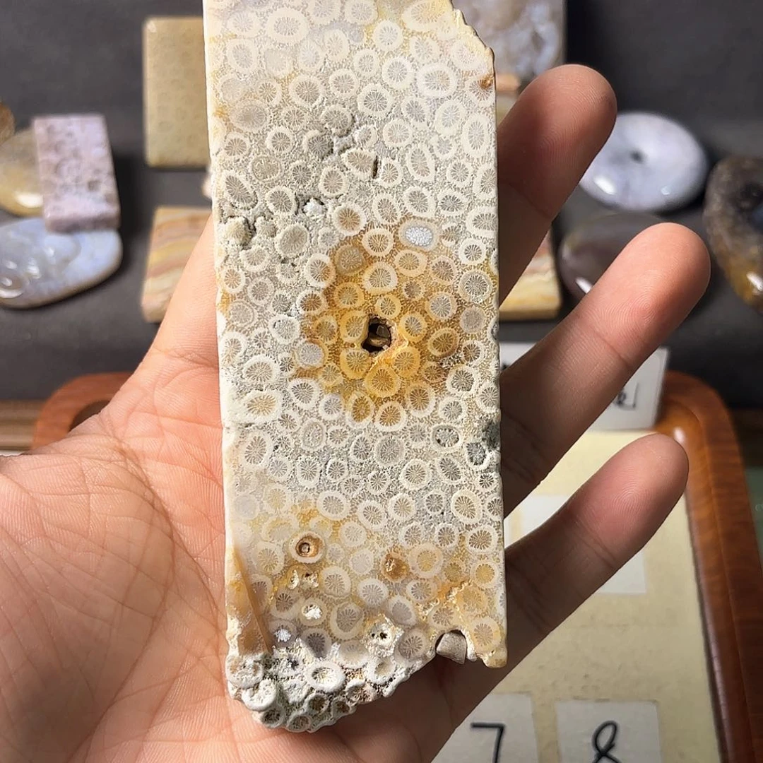 硅化玉颈饰未镶嵌H****H