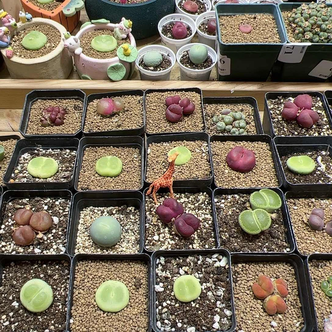 【闪购商品】S****e143 秒