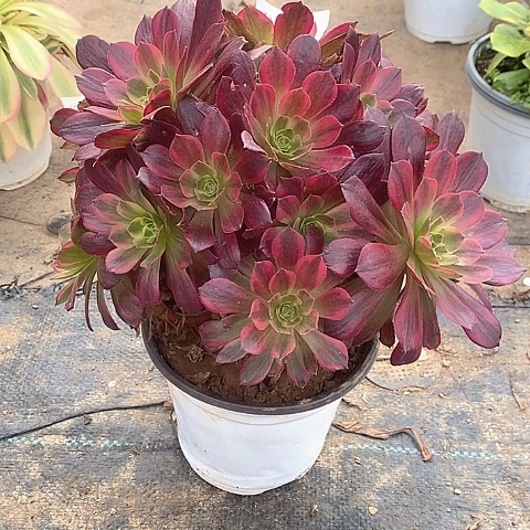 640安娜多肉法师锦