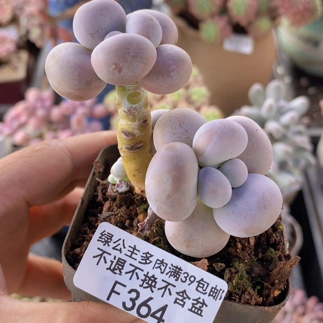 芭比奶洛5cm364多肉植物
