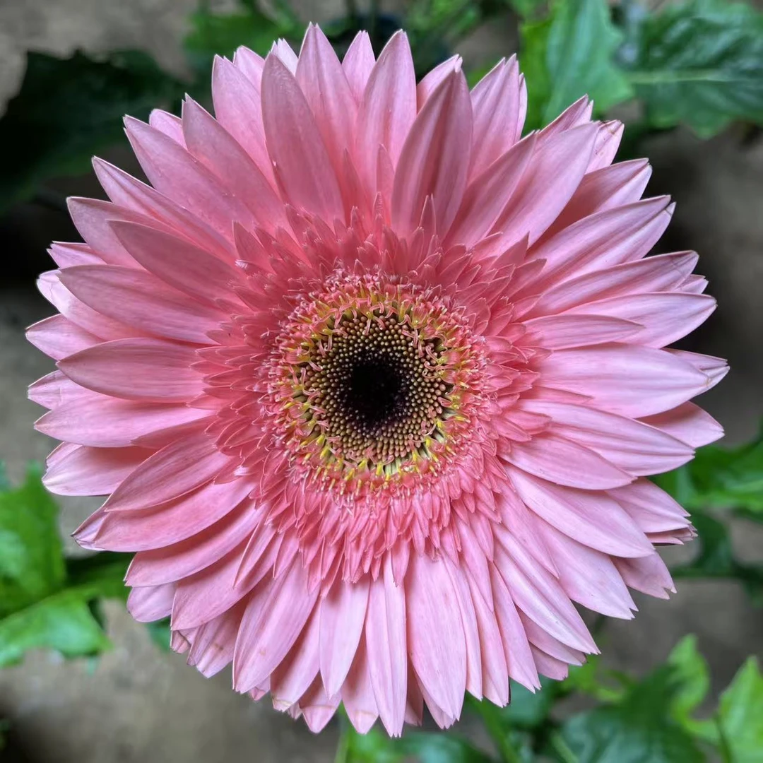 幸运女神薇娅巨型花盆栽非洲菊四季开花新手好养