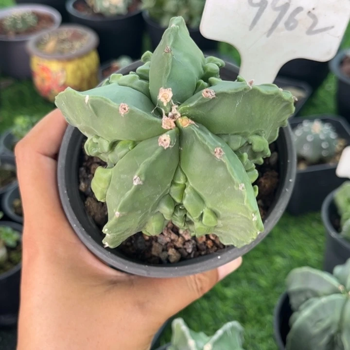 9962实生核桃好养皮实