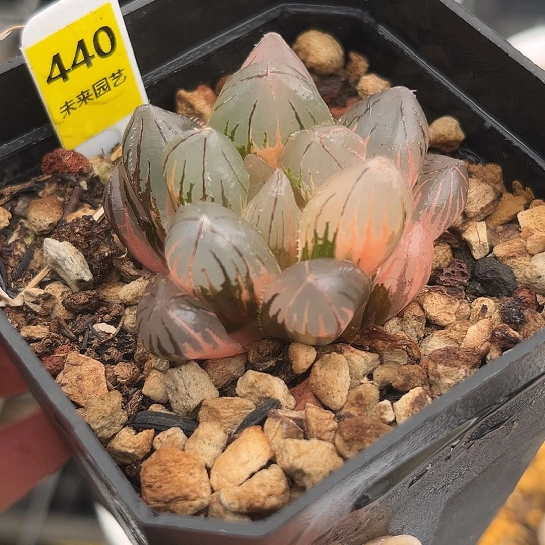 440oh3玉露锦福利福利