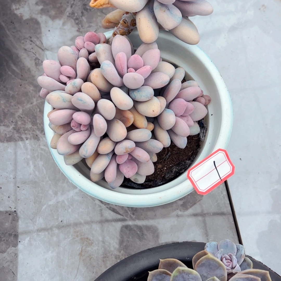壶***气多肉植物组合盆栽