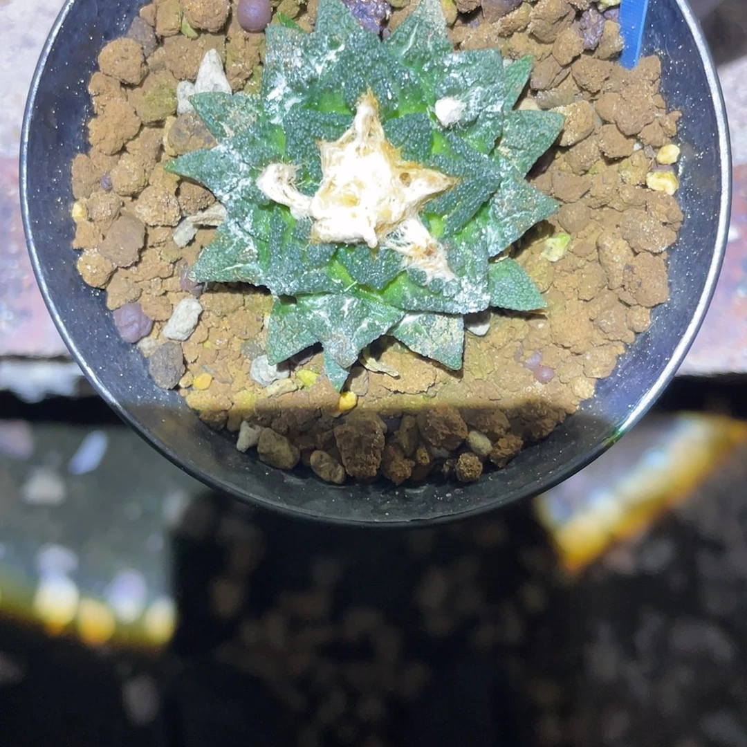 c***实生辛顿牡丹一物一拍