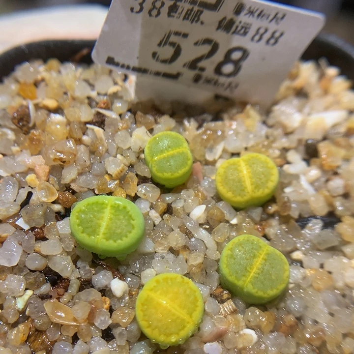 Sss精品生石花528 净无尘