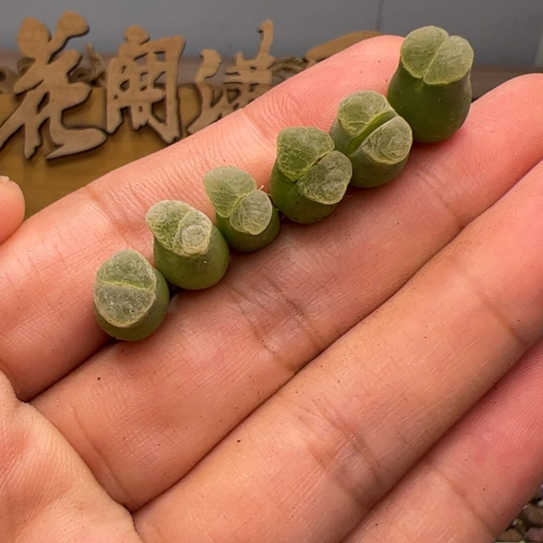 【闪购商品】00000007极品奶瓶
