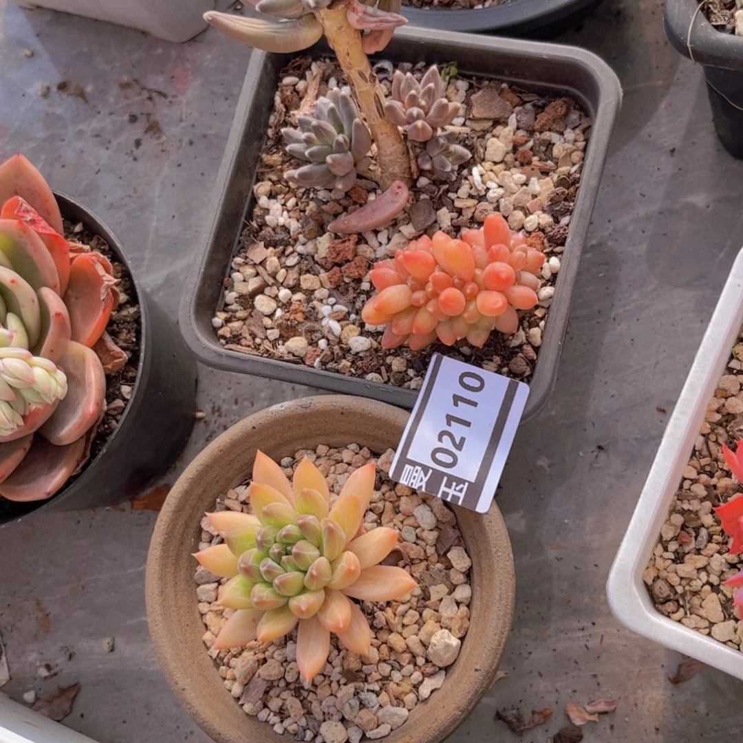 处理多肉植物02110