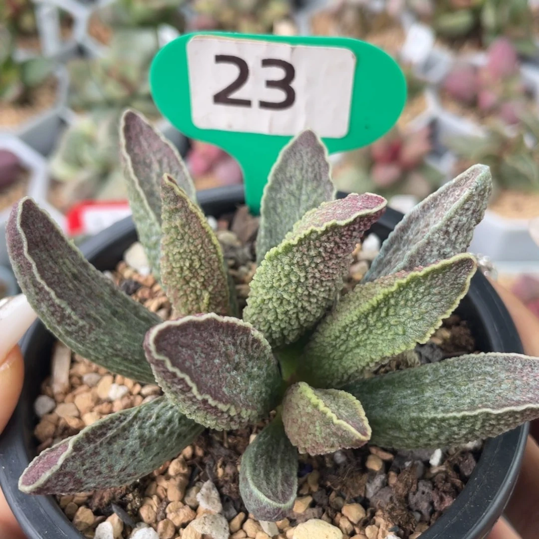 琳***涛     财神。