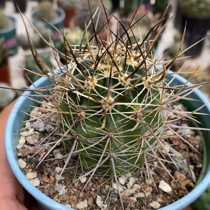 实生大号幻虾特价