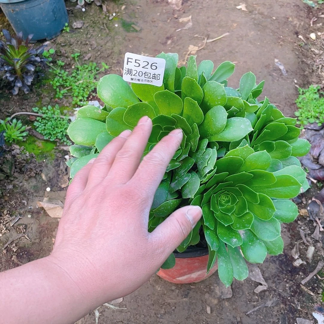 526绿羊绒多肉小损不包