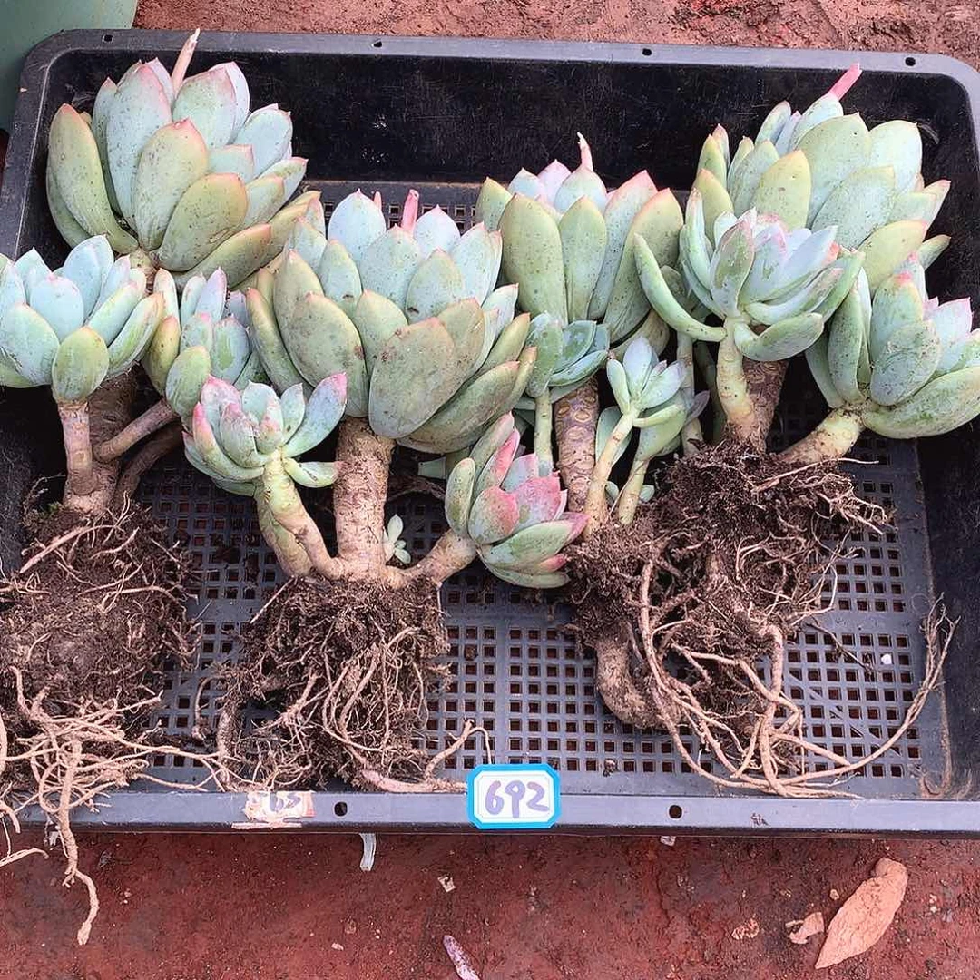 692四颗灰姑娘9.9米 量拍