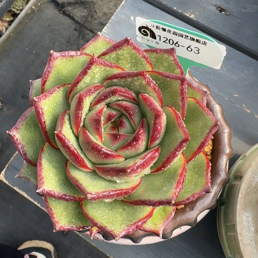 从前慢花园多肉编号1206.63