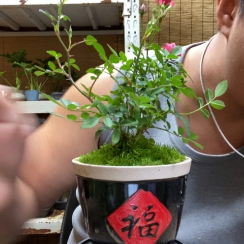 红陶闲**?一物一拍所见即所得193