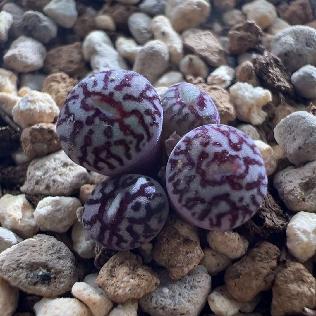 502/青蛙714超墨练手墨 福利