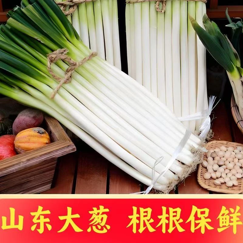 山东大葱新鲜现挖甜脆可口蔬菜蘸酱佳品新鲜香葱S1