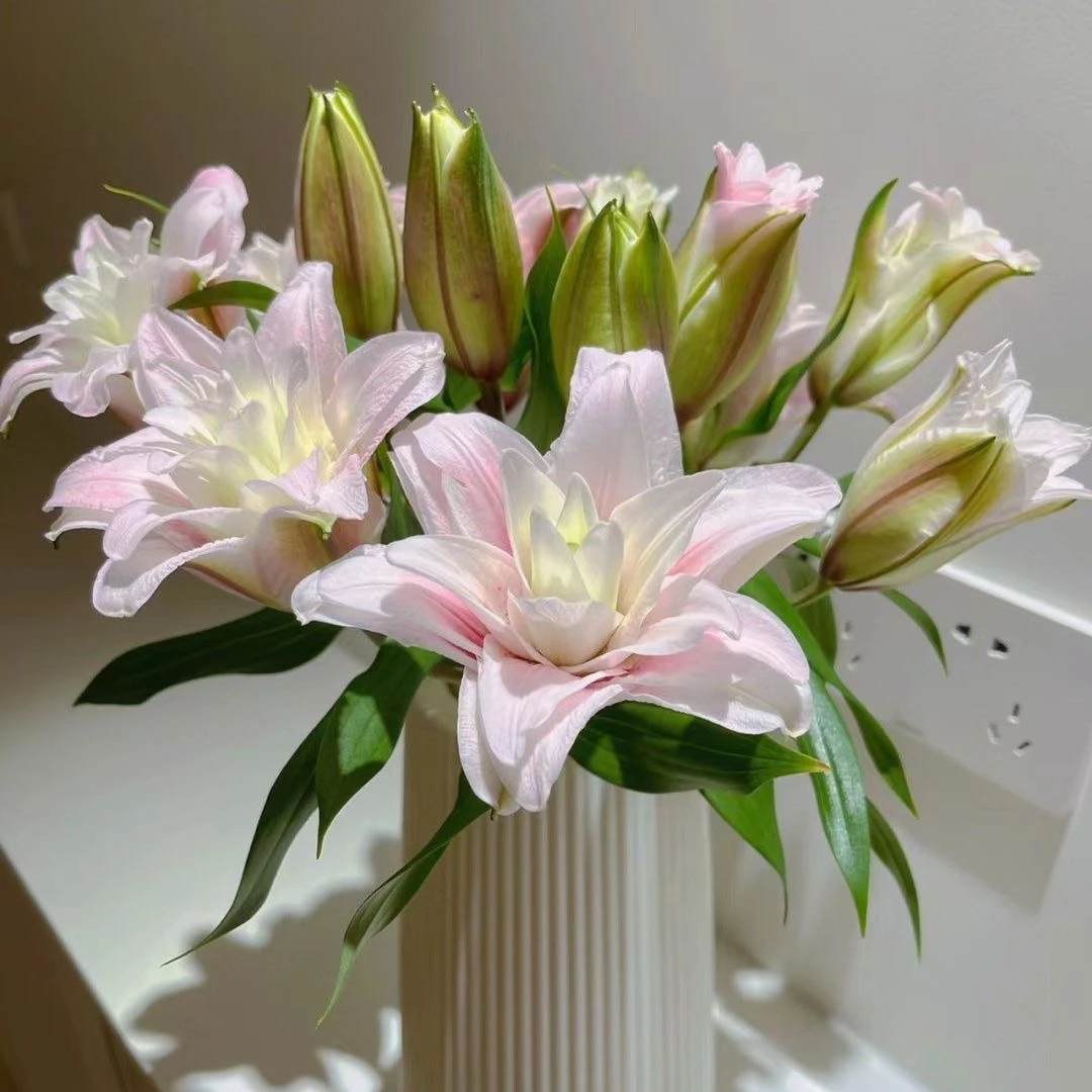 昆明基地直发香水重瓣百合大头百合鲜切花家庭用花水养花同城包邮