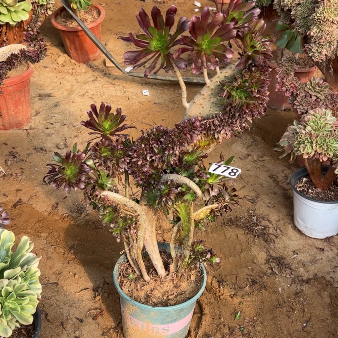 有伤黑缀778高度45厘米