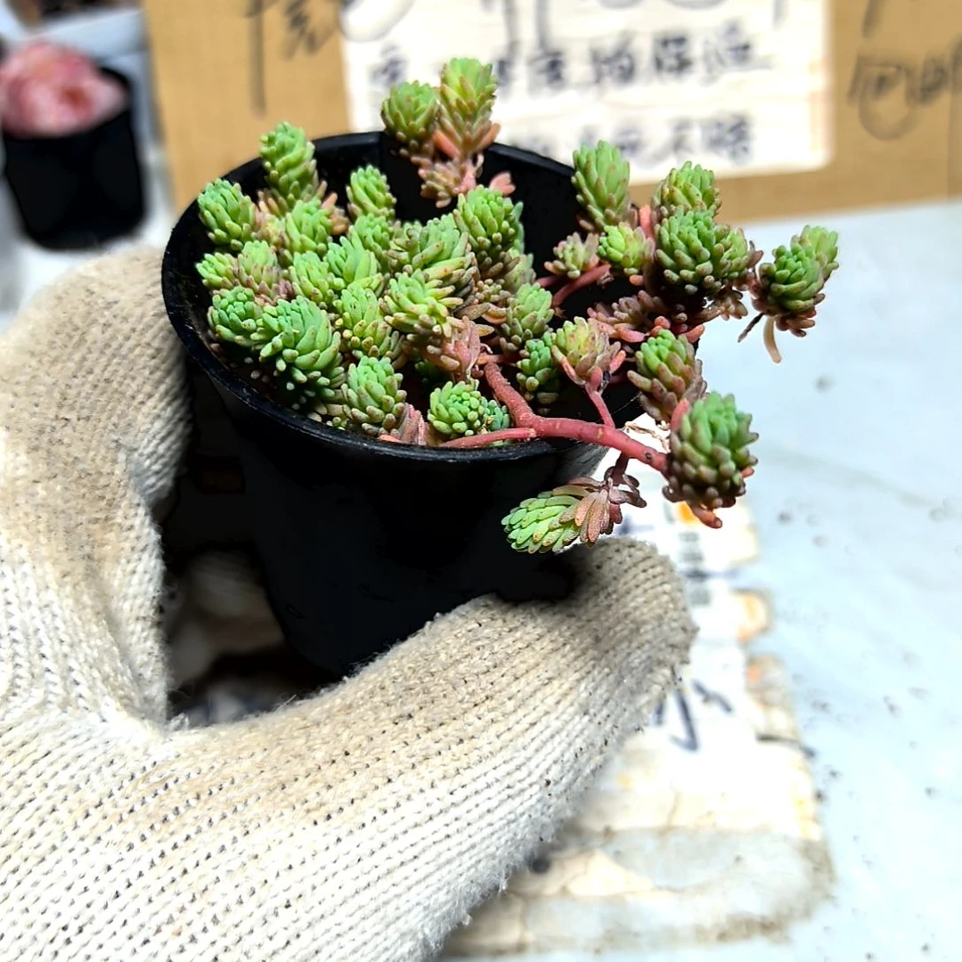 满9元包邮，薄雪草拇指盆